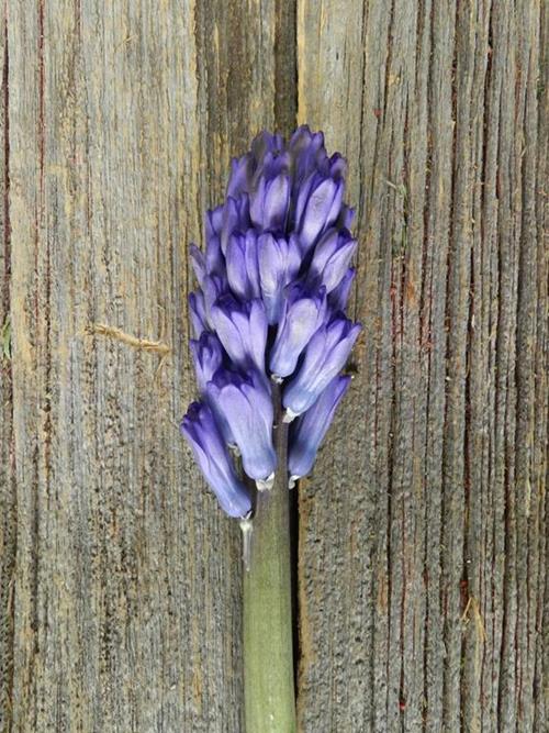 BLUE HYACINTH